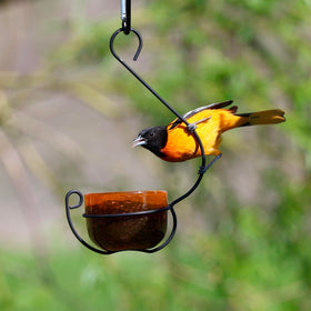 Backyard Essentials Oriole Jelly Feeder grape jelly attracts Baltimore orioles