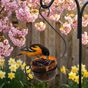 Backyard Essentials Oriole Jelly Feeder open bowl design offers wide, accessible feeding