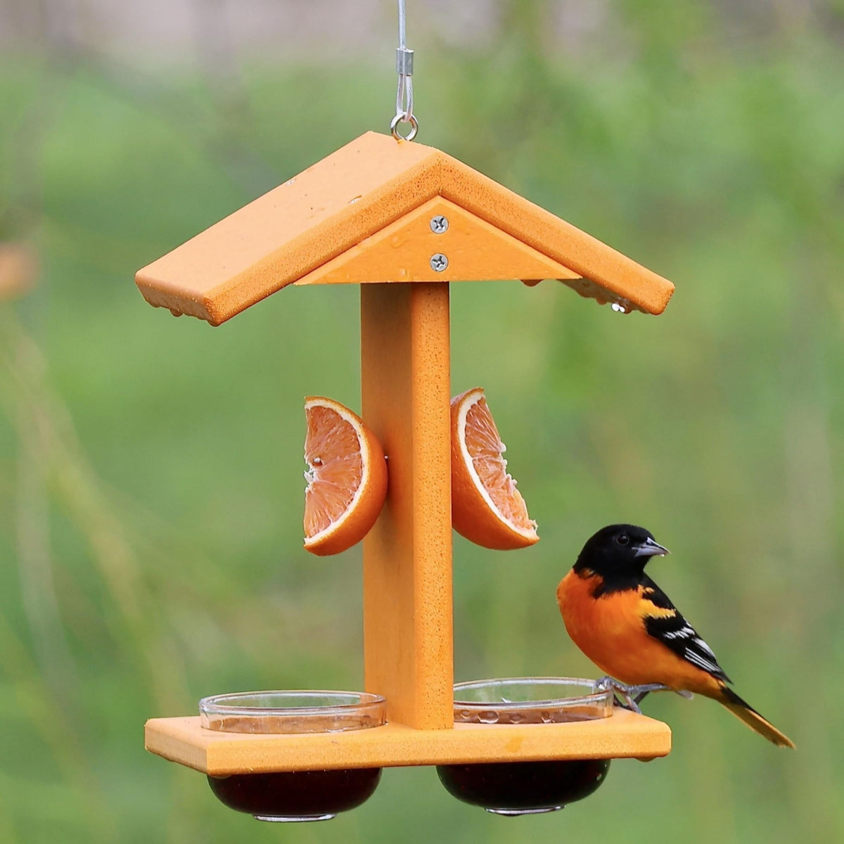 Backyard Essentials oriole feeder setup hangs from a hook near fruit trees.