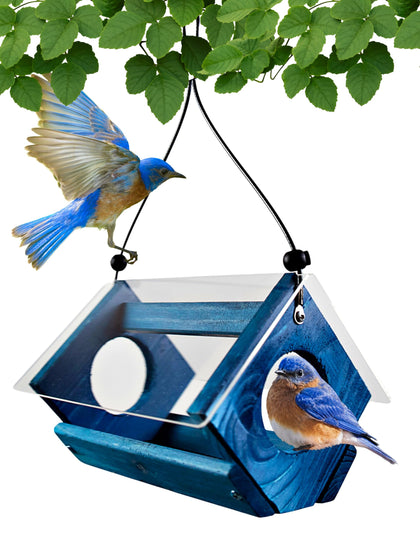 Backyard Essentials Petite Bluebird Feeder with Plexiglass Roof provides clear viewing and dry food.