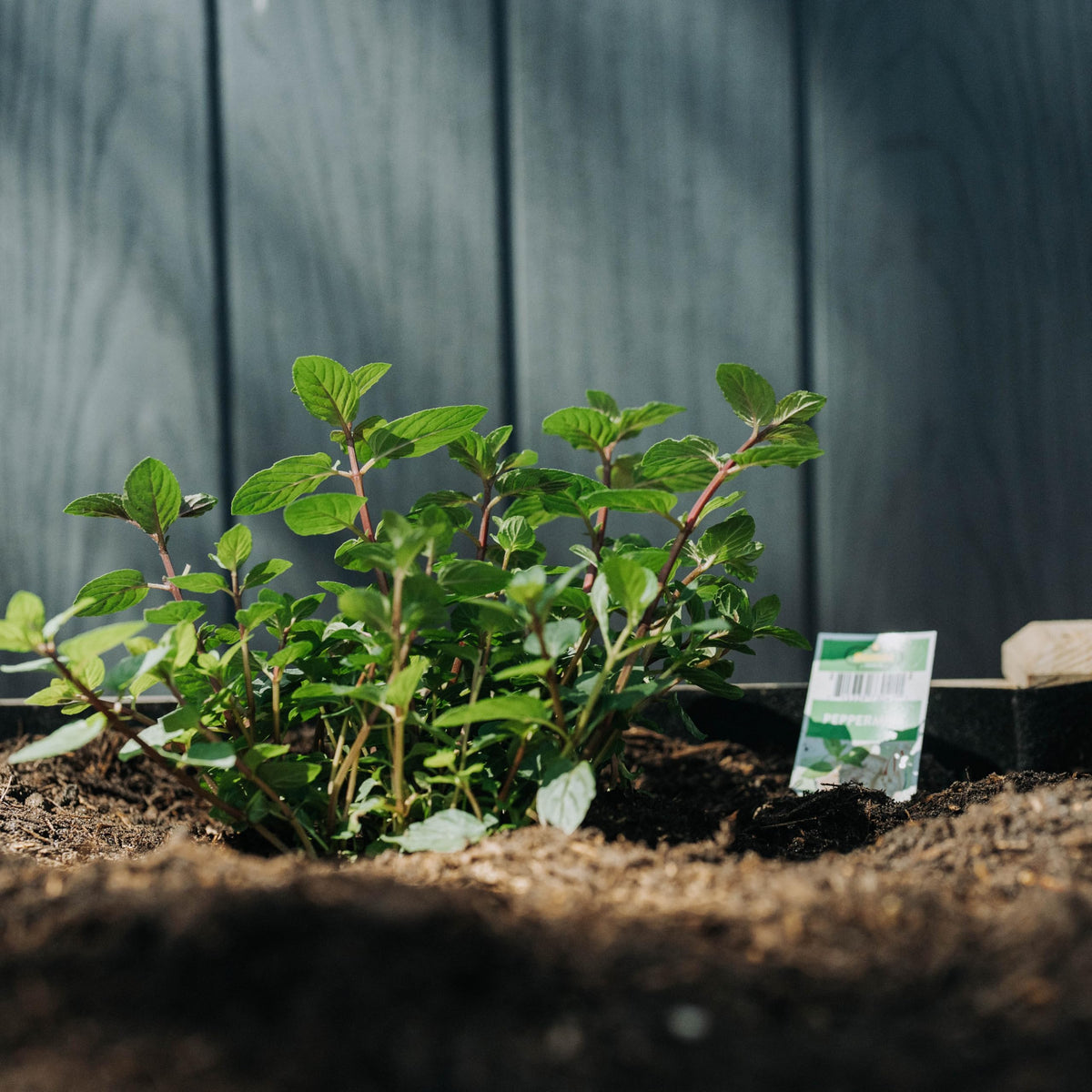 Backyard Expressions raised garden bed with liner interior, supports weed control and moisture management