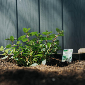 Backyard Expressions raised garden bed with liner interior, supports weed control and moisture management