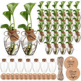 Baderke 24-pack propagation bottles with clear view for easy root growth monitoring