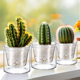 Baderke indoor glass pot with African violets and orchids setup
