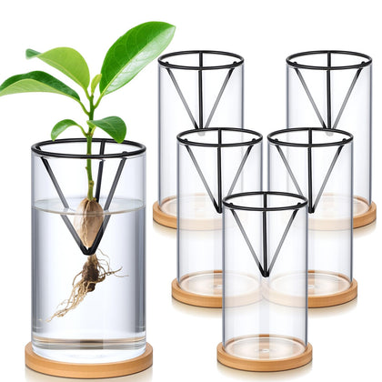 Baderke avocado seed starter glass vase set for home germination.