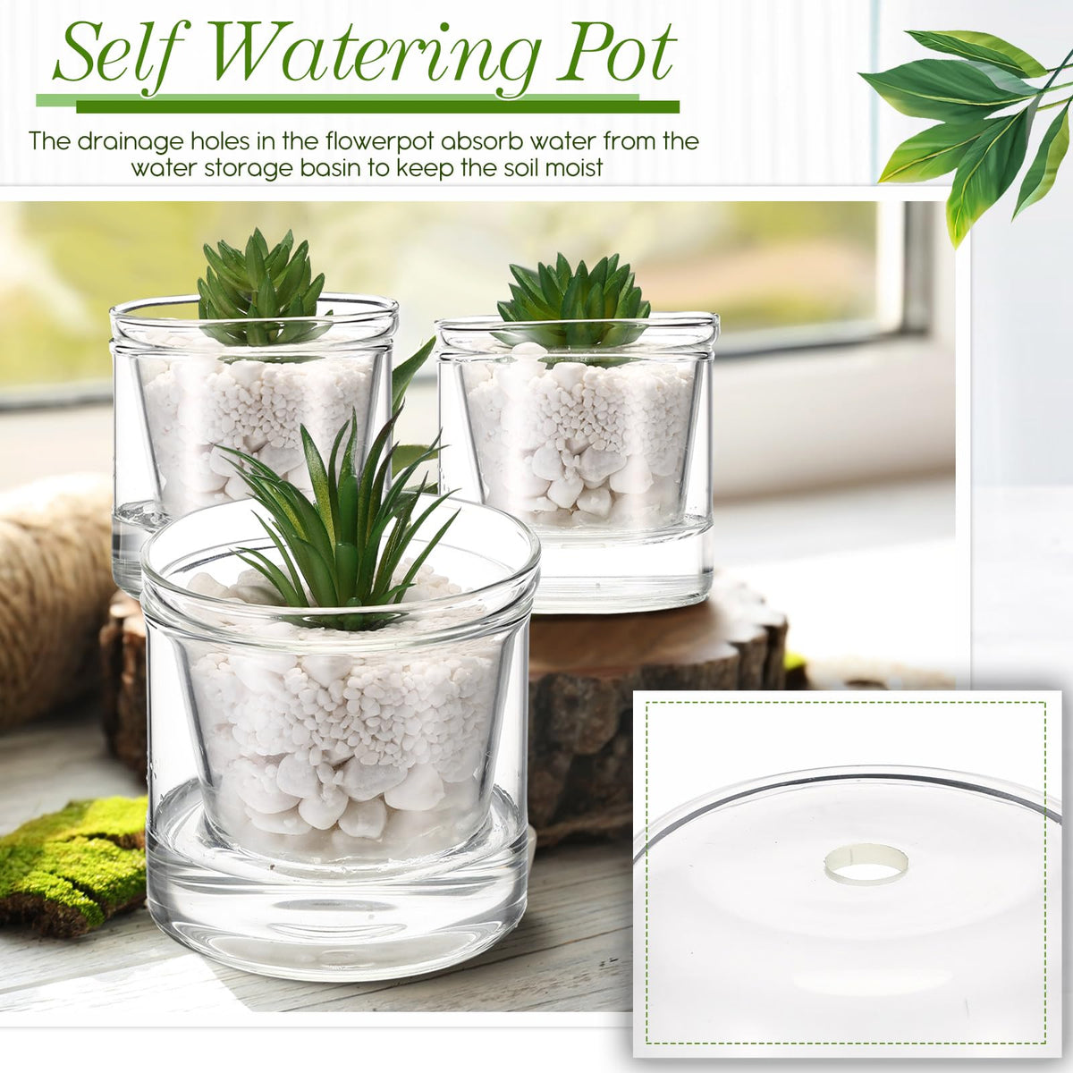 Baderke transparent planter with drainage holes highlights water level