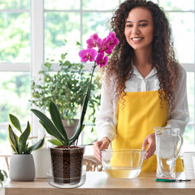Baderke breathable-design glass pot supports air flow around roots.