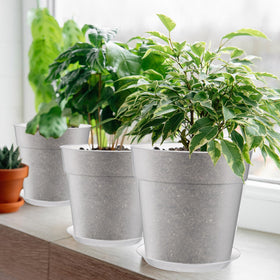 Baderke clear pot tray included helps keep surfaces clean and organized
