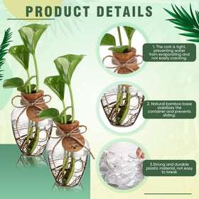 Baderke clear propagation jars let you watch water levels and roots
