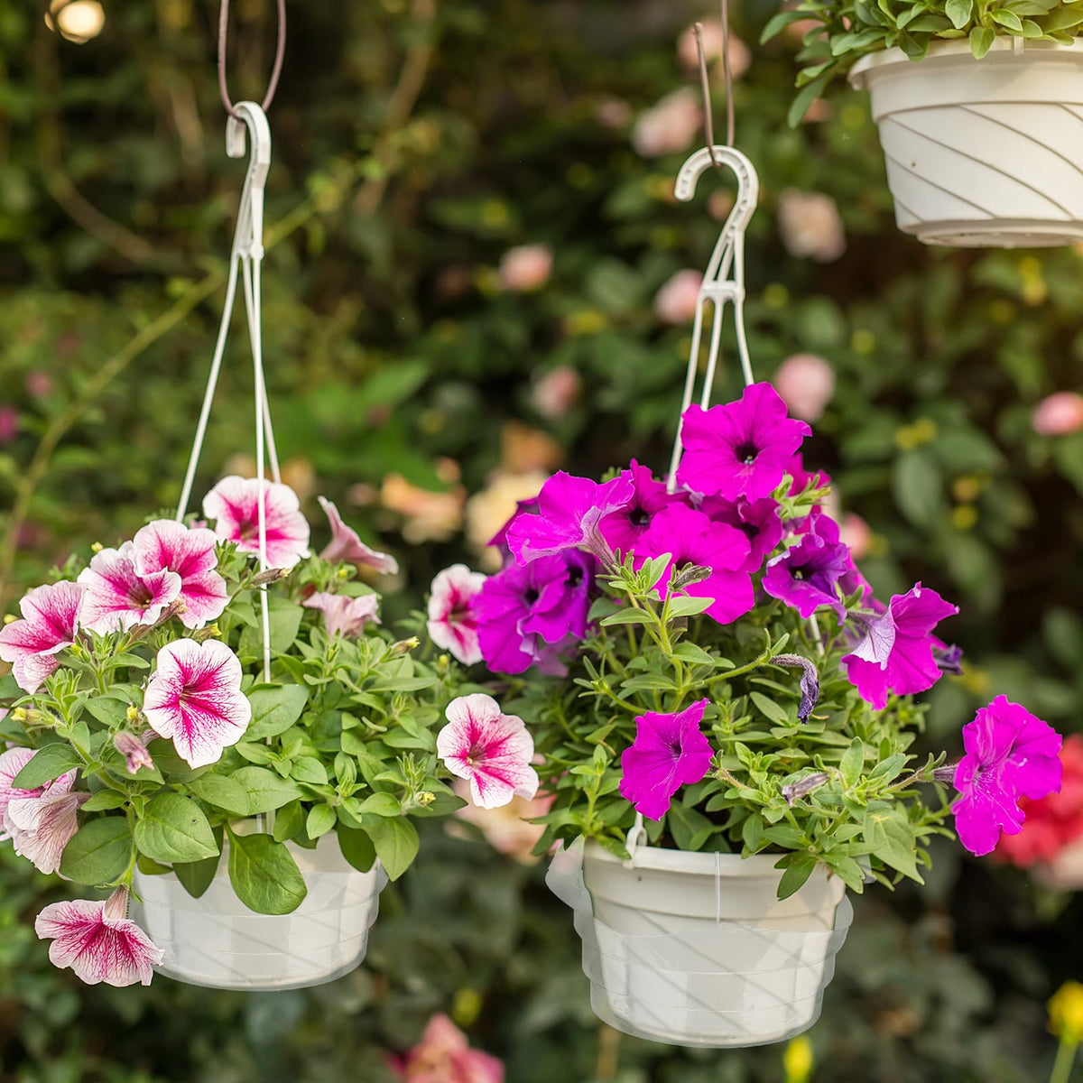 Baderke durable trays for indoor and outdoor hanging plants.