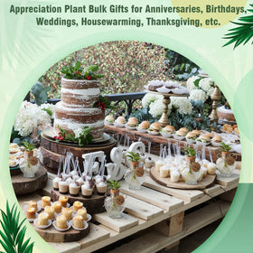 Baderke gift-ready plant propagation kit for plant lovers.