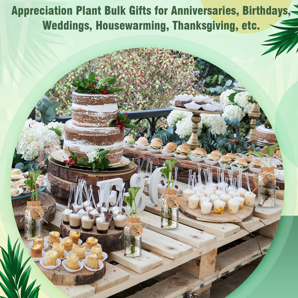 Baderke compact propagation set ideal for home or office.