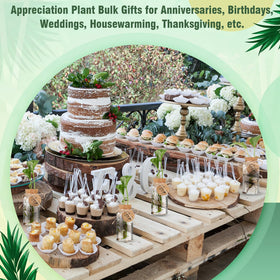 Baderke compact propagation set ideal for home or office.