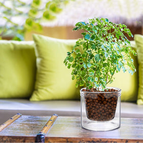 Baderke modern decorative glass plant pot on a desk