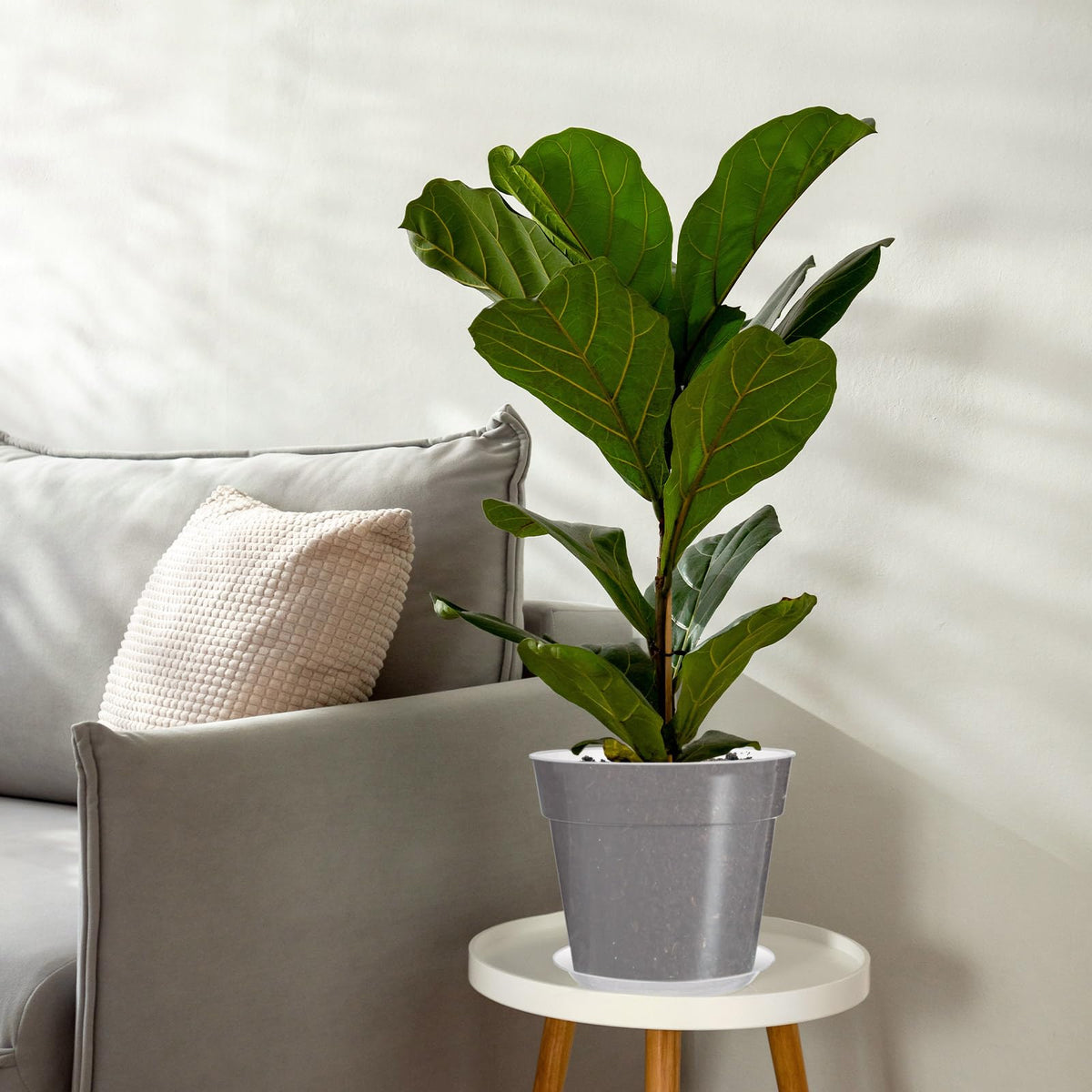 Baderke orchid pot for visible roots and efficient water flow