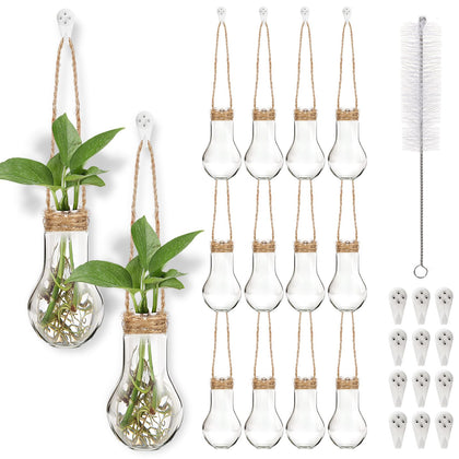 Baderke propagation station 12-pack in clear vases for easy propagation.