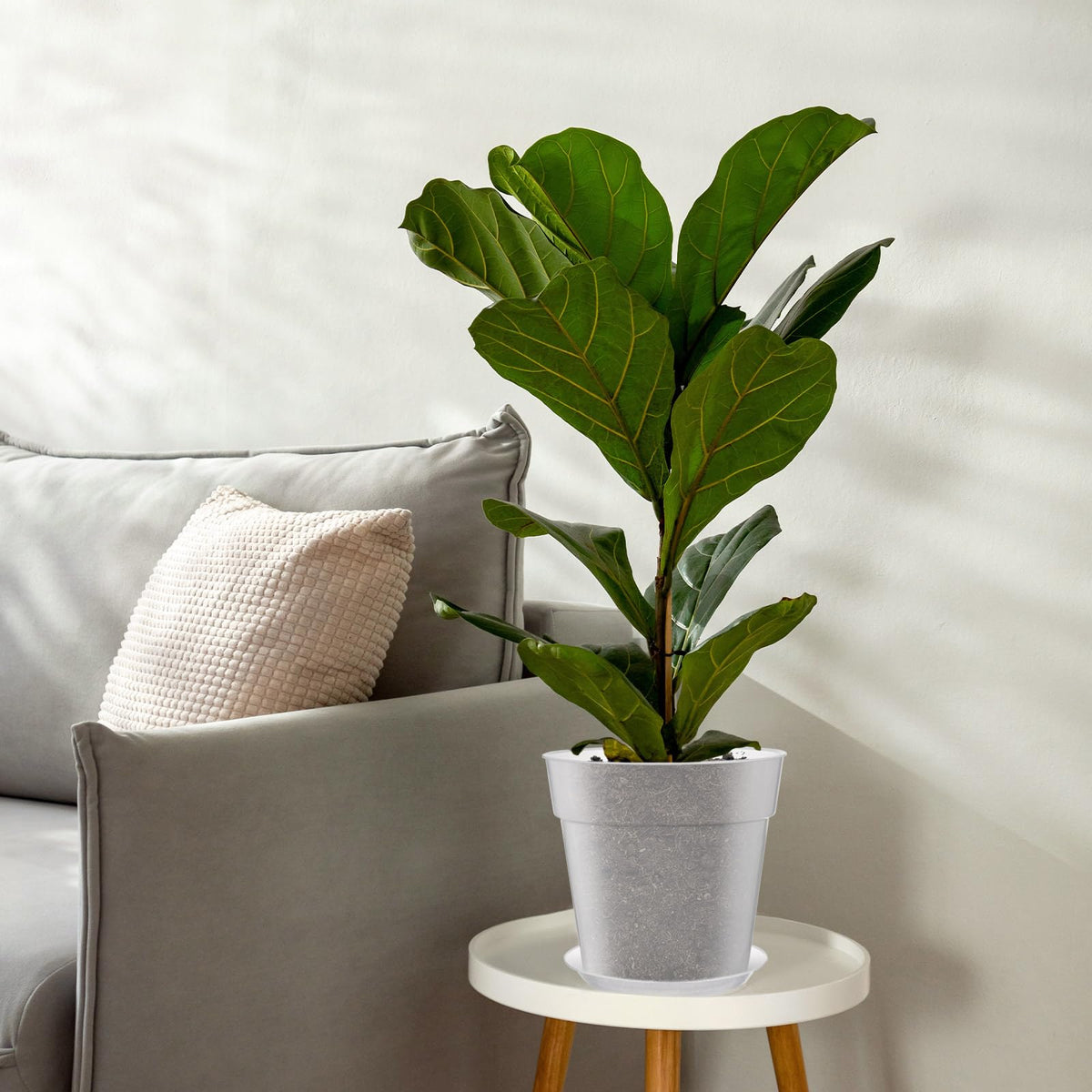 Baderke root-health monitoring pot allows easy inspection of roots before planting