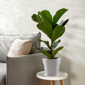 Baderke root-health monitoring pot allows easy inspection of roots before planting