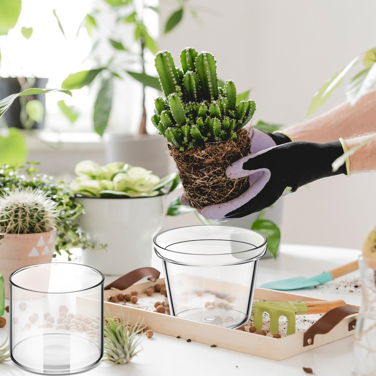 Baderke clear glass planter with succulents in a self-watering pot