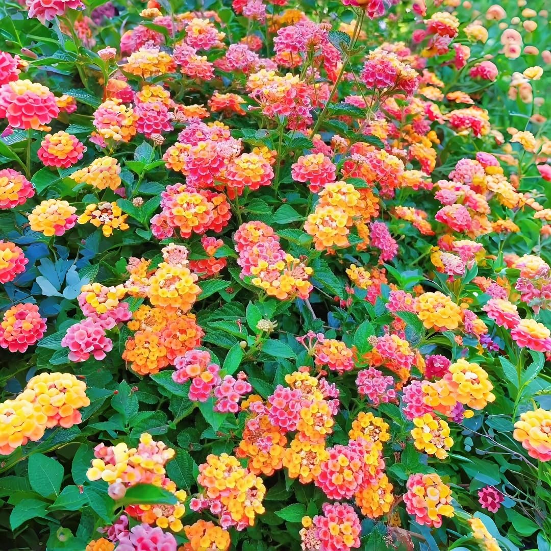 BuggyBeds lantana thriving on balcony garden for year-round color
