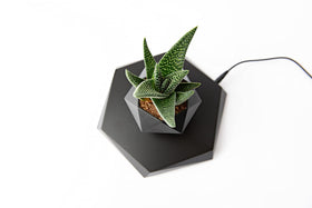 BandDlevs levitating planter suitable for home and office environments.