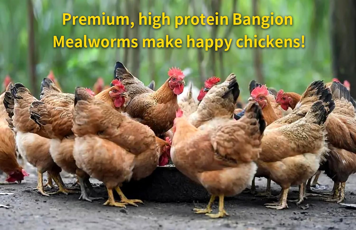 Bangion bluebirds dried mealworms ideal for daily feeding routines