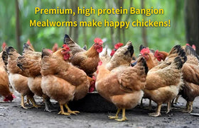 Bangion bluebirds dried mealworms ideal for daily feeding routines