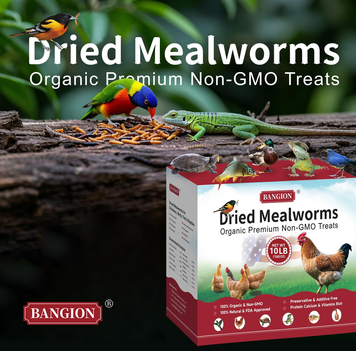 Bangion high-protein mealworms support balanced diets for chickens and other pets