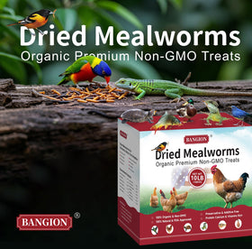 Bangion high-protein mealworms support balanced diets for chickens and other pets