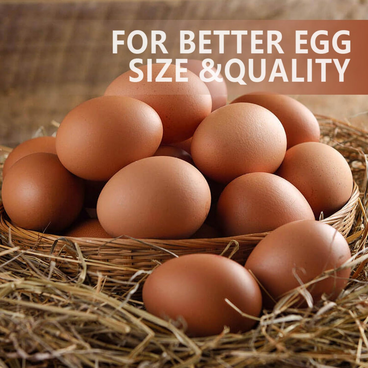 Bangion mealworms as a versatile treat for hens and waterfowl alike