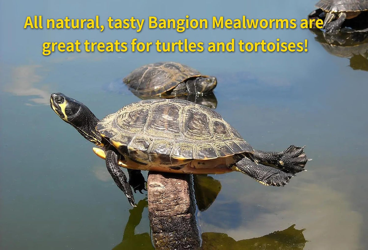 Bangion portion-controlled mealworms bag for easy feeding and waste reduction