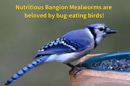 Bangion storage-friendly dried mealworms keep freshness in a cool, dry place