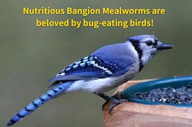 Bangion storage-friendly dried mealworms keep freshness in a cool, dry place