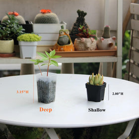 BangQiao 180-pack set provides ample starter pots for multiple plants.