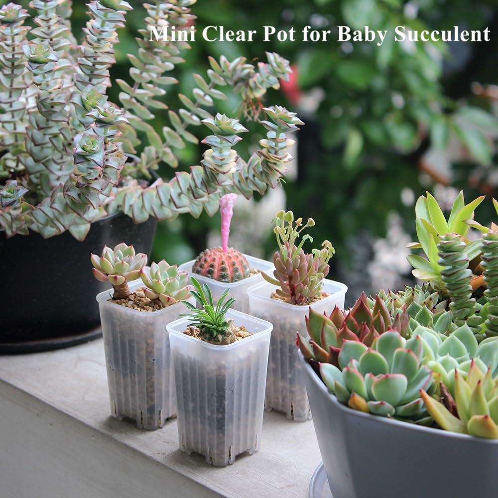 BangQiao clear pots ideal for starting herbs, succulents, and small seedlings.