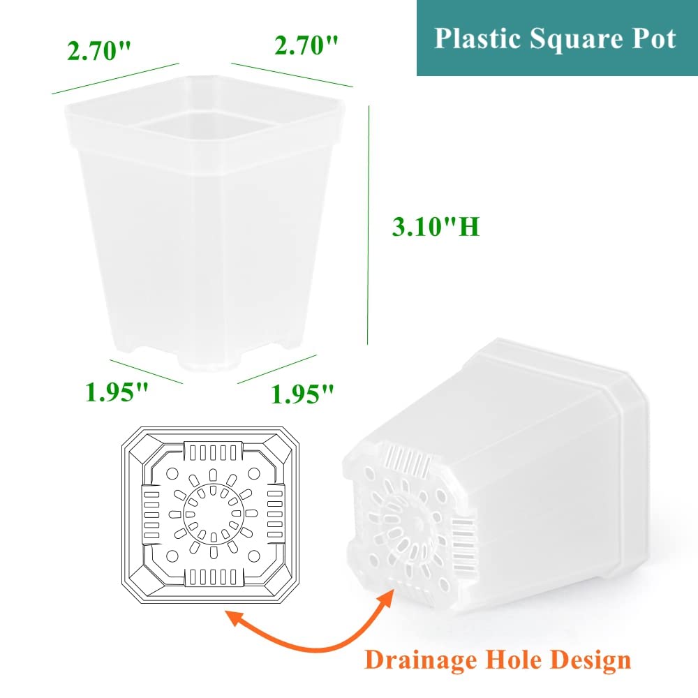 BangQiao clear square pot shows moisture and roots