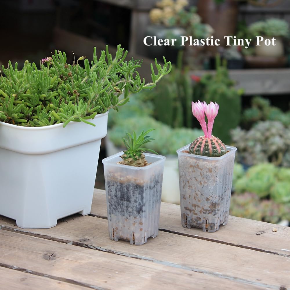 BangQiao 3.15” deep nursery pot offers deeper root space for healthy development.
