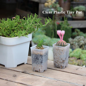 BangQiao 3.15” deep nursery pot offers deeper root space for healthy development.