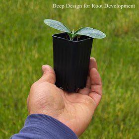 BangQiao depth 3.15-inch pot supports deeper root development for seedlings.