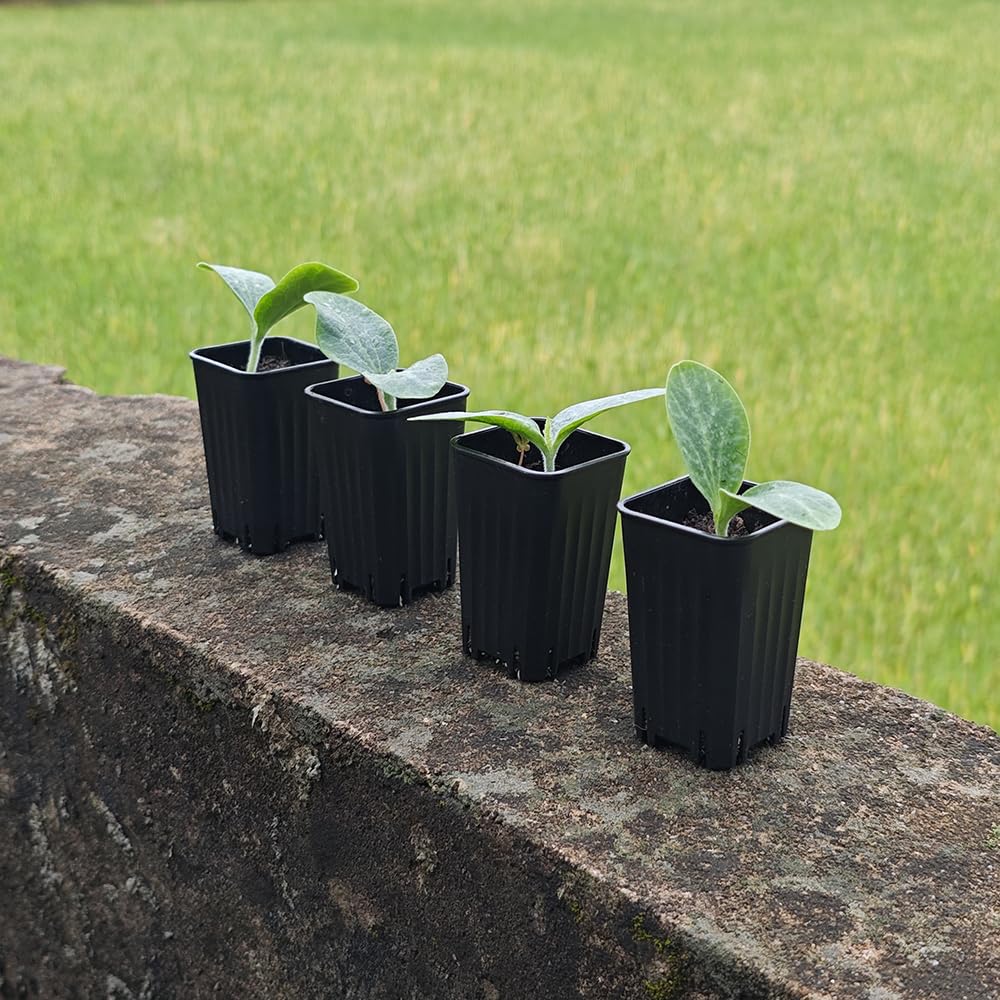 BangQiao durable black plastic nursery pot for germination and growth.