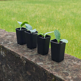 BangQiao durable black plastic nursery pot for germination and growth.