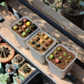 BangQiao compact pot for herbs and succulents