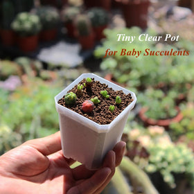 BangQiao seedling starter container supports easy transplanting