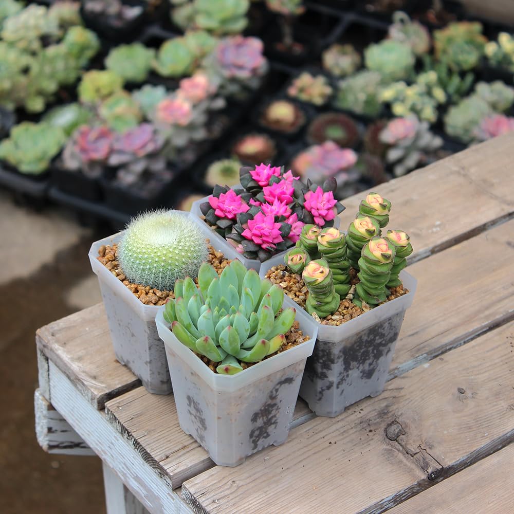 BangQiao indoor/outdoor plant pot suitable for small herbs