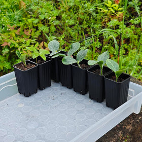 BangQiao square pot stackable design helps organize trays.
