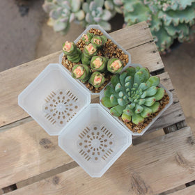 BangQiao stackable nursery pot saves space in storage