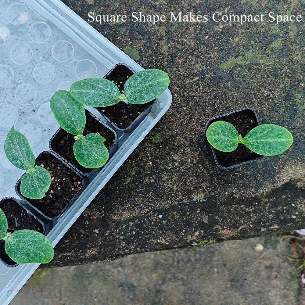 BangQiao succulent starter pot suitable for tiny plants.