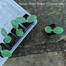 BangQiao succulent starter pot suitable for tiny plants.