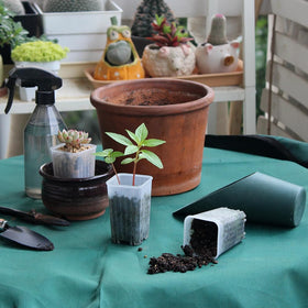 BangQiao 1.95” top-diameter and 1.60” base suit compact germination.