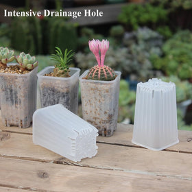 BangQiao transparent plastic body helps monitor roots and soil for timely watering.